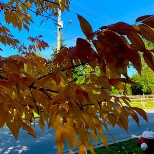 Meet your Posher, Chelsea